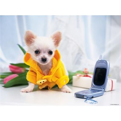 Customized Poster/wallpaper Chihuahua Pet Dog Awesome Gift (19 x 14 inch)