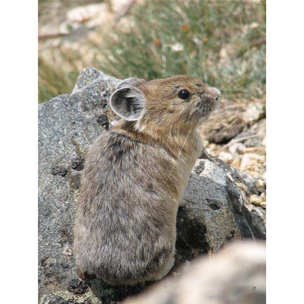 Customized Poster/wallpaper Pika Animals Awesome Gift (24 x 32 inch)