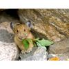 Customized Poster/wallpaper Pika Animals Awesome Gift (32 x 24 inch) view 1