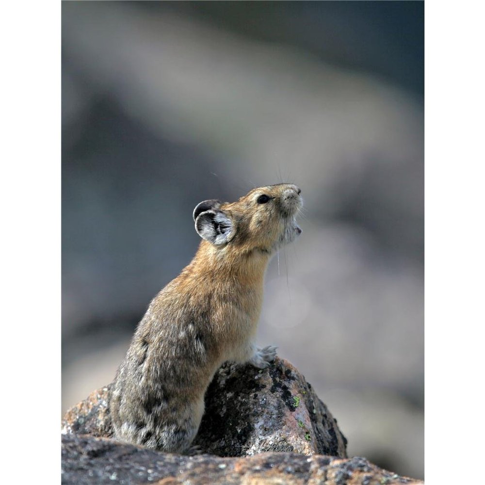 Customized Poster/wallpaper Pika Animals Awesome Gift (24 x 32 inch)