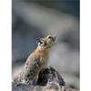 Customized Poster/wallpaper Pika Animals Awesome Gift (24 x 32 inch) view 1