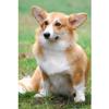 Customized Poster/wallpaper Welsh Corgi Pembroke Dwarf Dog Pets Awesome Gift (24 x 36 inch) view 1