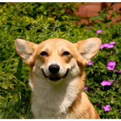 Customized Poster/wallpaper Welsh Corgi Pembroke Dwarf Dog Pets Awesome Gift (25 x 24 inch)