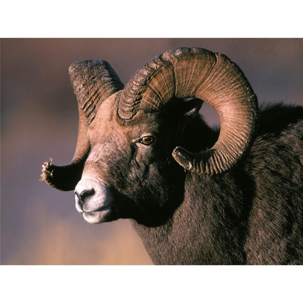 Customized Poster/wallpaper Bighorn Sheep Animals Awesome Gift (32 x 24 inch)