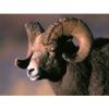 Customized Poster/wallpaper Bighorn Sheep Animals Awesome Gift (32 x 24 inch) view 1