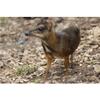Customized Poster/wallpaper Lesser Mouse Deer Animals Awesome Gift (36 x 24 inch) view 1
