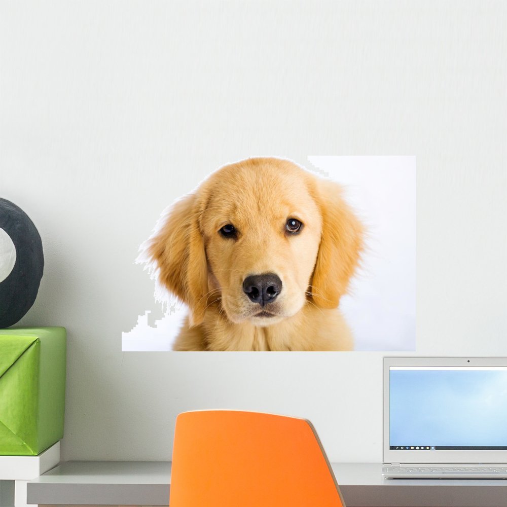 Wallmonkeys WM98706 Young Golden Retriever with Sad Face Peel and Stick Wall Decals, 18" W x 12" H-Small