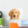 Wallmonkeys WM98706 Young Golden Retriever with Sad Face Peel and Stick Wall Decals, 18" W x 12" H-Small view 1