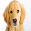 Wallmonkeys WM98706 Young Golden Retriever with Sad Face Peel and Stick Wall Decals, 18" W x 12" H-Small view 2