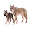Wallmonkeys Wolf Dog Puppy Wolves Wall Decal Peel and Stick Animal Graphics (72 in W x 48 in H) WM125984 view 2