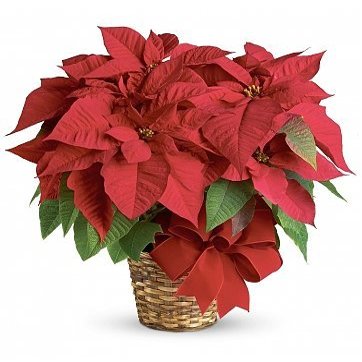 Holiday Flowers - Red Poinsettia