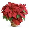 Holiday Flowers - Red Poinsettia view 1