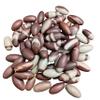 Narmada Shiva Lingam Pocket Stones 1" (51 Pcs Set)  Natural Banalinga Shivling from Narmada River India | Sacred for Puja, Meditation, Temple & Home Decor | Healing, Energy Balance | Spiritual Gift view 1