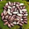 Narmada Shiva Lingam Pocket Stones 1" (51 Pcs Set)  Natural Banalinga Shivling from Narmada River India | Sacred for Puja, Meditation, Temple & Home Decor | Healing, Energy Balance | Spiritual Gift view 2