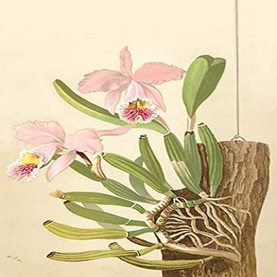 Buyenlarge 0-587-26899-9-P2030 'Cattleya Nossiae' Paper Poster, 20 by 30-Inch
