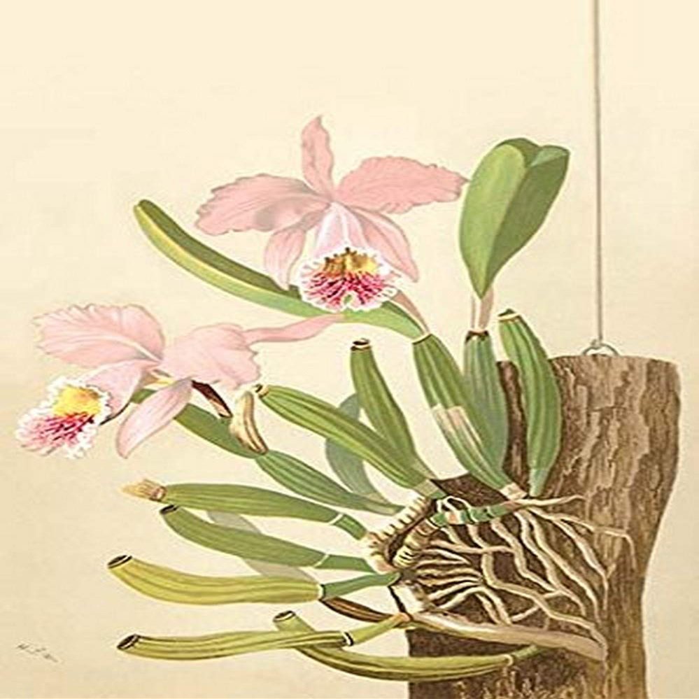 Buyenlarge 0-587-26899-9-P2030 'Cattleya Nossiae' Paper Poster, 20 by 30-Inch