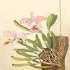 Buyenlarge 0-587-26899-9-P2030 'Cattleya Nossiae' Paper Poster, 20 by 30-Inch view 1