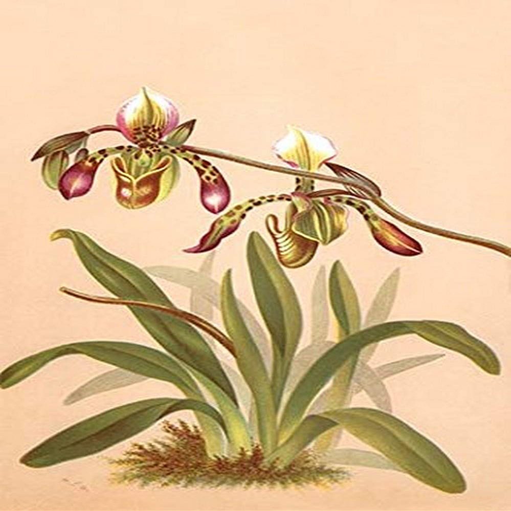 Buyenlarge 0-587-26901-4-P2030 'Cypripedium Haynaldianum; Paphiopedilium' Paper Poster, 20 by 30-Inch