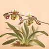 Buyenlarge 0-587-26901-4-P2030 'Cypripedium Haynaldianum; Paphiopedilium' Paper Poster, 20 by 30-Inch view 1