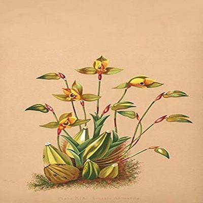 Buyenlarge 0-587-26904-9-P2030 'Lycaste Aromatica' Paper Poster, 20 by 30-Inch