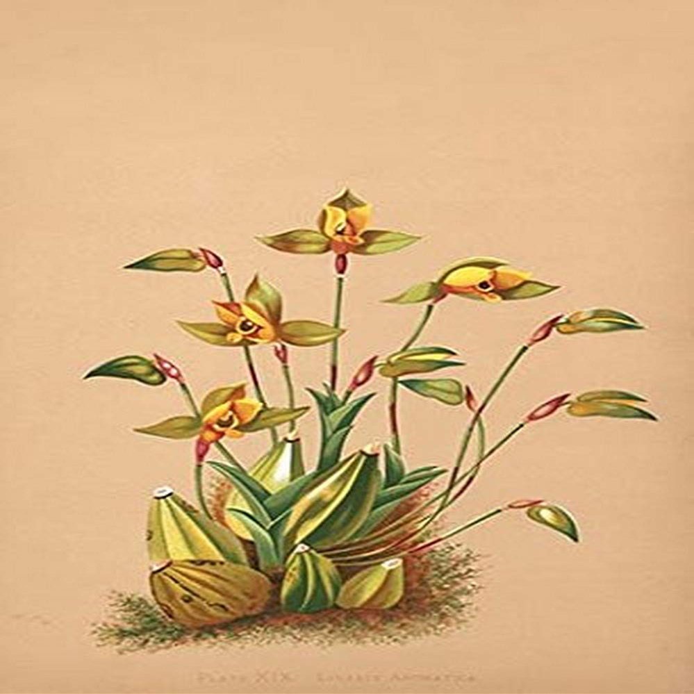 Buyenlarge 0-587-26904-9-P2030 'Lycaste Aromatica' Paper Poster, 20 by 30-Inch
