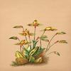Buyenlarge 0-587-26904-9-P2030 'Lycaste Aromatica' Paper Poster, 20 by 30-Inch view 1