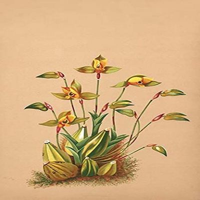 Buyenlarge 0-587-26905-7-P2030 'Lycaste Aromatica' Paper Poster, 20 by 30-Inch
