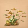 Buyenlarge 0-587-26905-7-P2030 'Lycaste Aromatica' Paper Poster, 20 by 30-Inch view 1