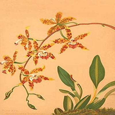 Buyenlarge 0-587-26914-6-P2030 'Odontologlossum Triumphans' Paper Poster, 20 by 30-Inch