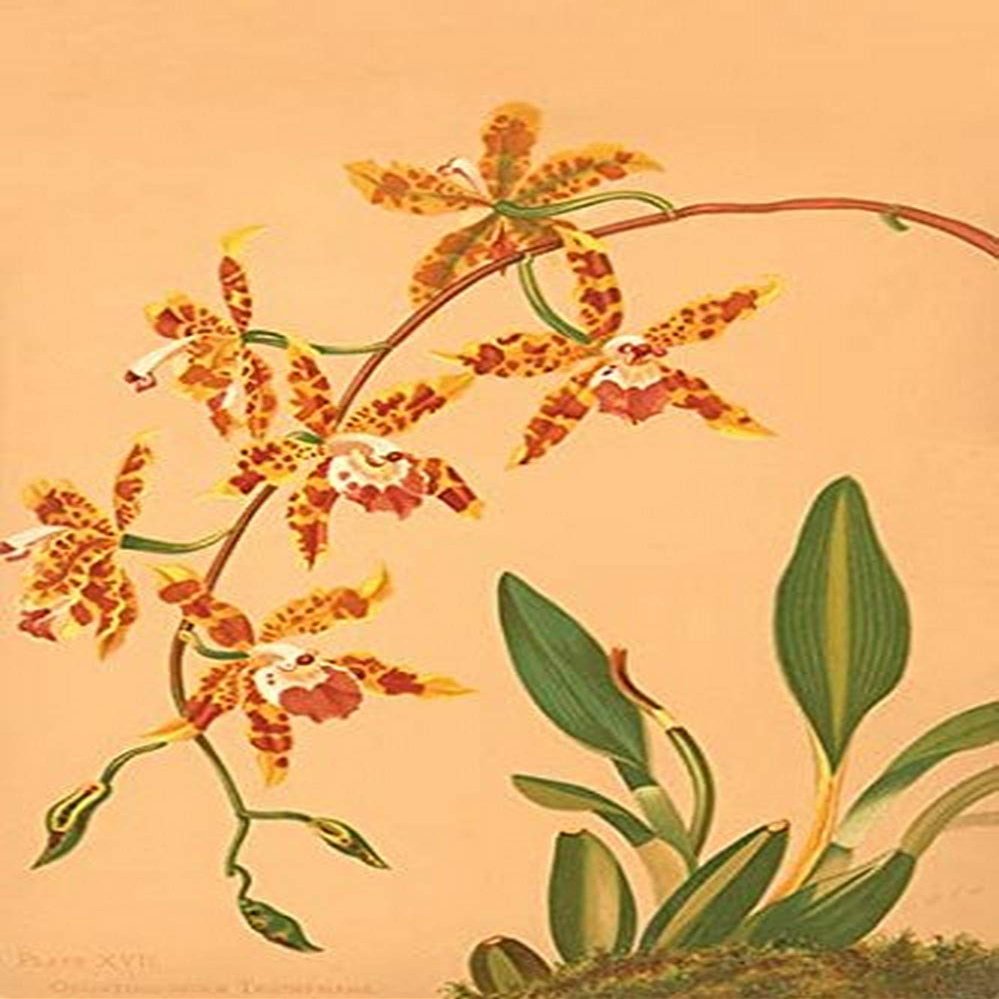 Buyenlarge 0-587-26914-6-P2030 'Odontologlossum Triumphans' Paper Poster, 20 by 30-Inch