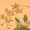 Buyenlarge 0-587-26914-6-P2030 'Odontologlossum Triumphans' Paper Poster, 20 by 30-Inch view 1