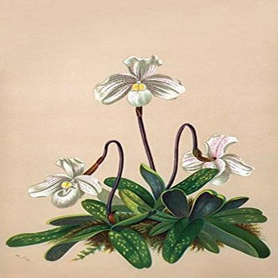 Buyenlarge 0-587-26919-7-P2030 'Thai Lady Slipper Orchid; Cypripedioidea' Paper Poster, 20 by 30-Inch