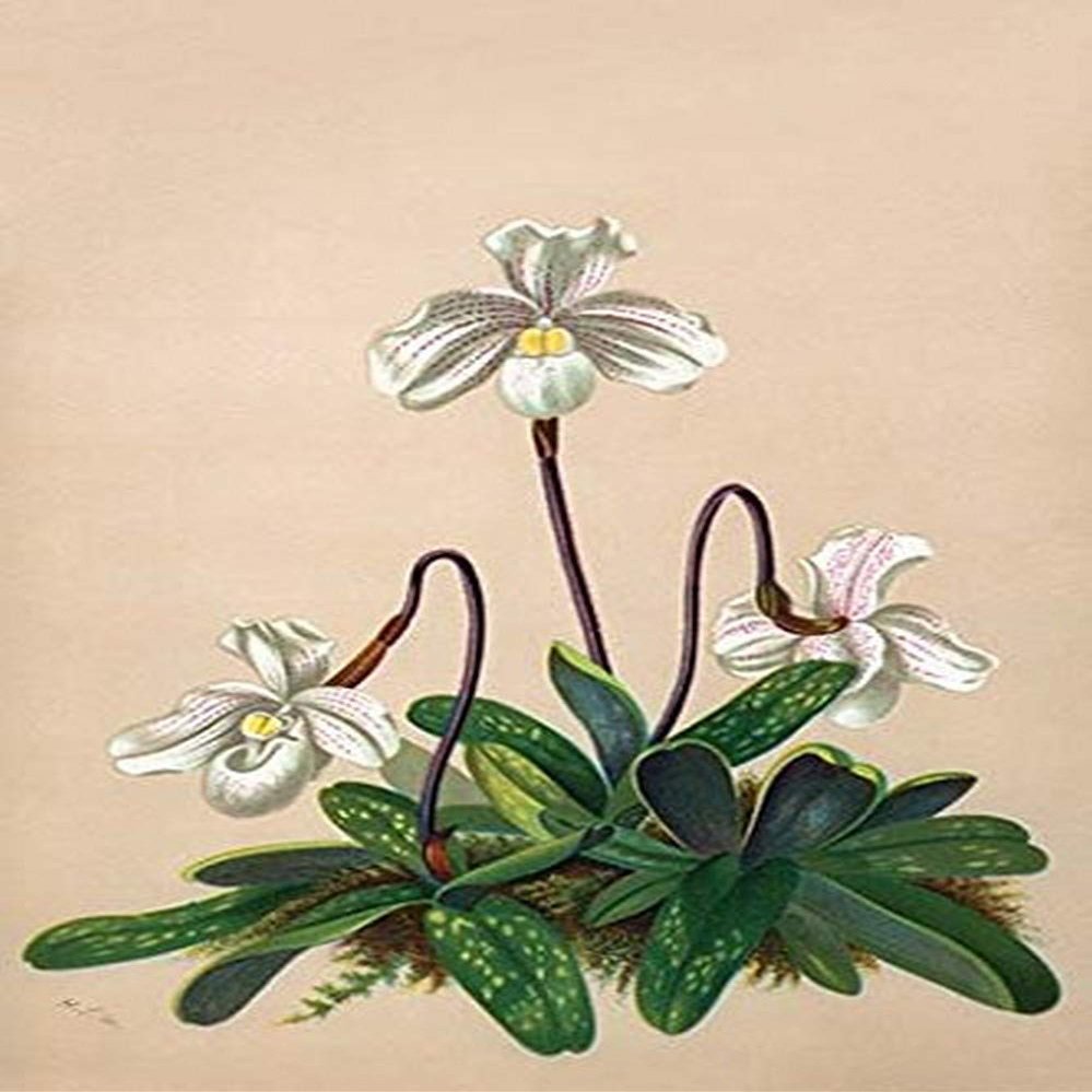 Buyenlarge 0-587-26919-7-P2030 'Thai Lady Slipper Orchid; Cypripedioidea' Paper Poster, 20 by 30-Inch