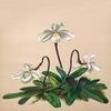 Buyenlarge 0-587-26919-7-P2030 'Thai Lady Slipper Orchid; Cypripedioidea' Paper Poster, 20 by 30-Inch view 1