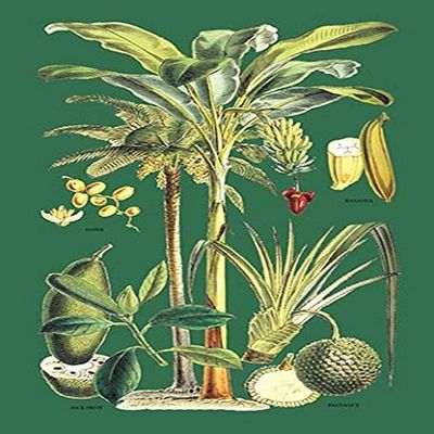 Buyenlarge 'Plants Used as Food' Paper Poster, 20 by 30-Inch