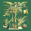 Buyenlarge 'Plants Used as Food' Paper Poster, 20 by 30-Inch view 1