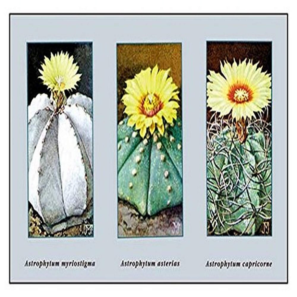 Buyenlarge 'Astrophytum Myriostigma' Paper Poster, 20 by 30-Inch