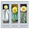 Buyenlarge 'Astrophytum Myriostigma' Paper Poster, 20 by 30-Inch view 1