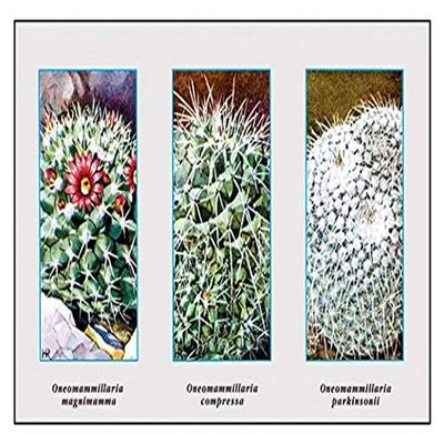 Buyenlarge 'Neomammillaria Magnimamma' Paper Poster, 20 by 30-Inch