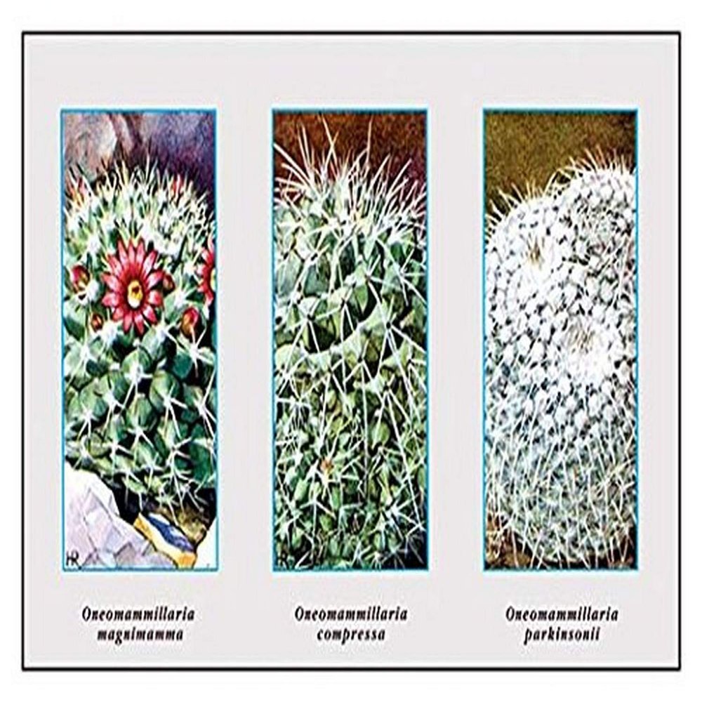 Buyenlarge 'Neomammillaria Magnimamma' Paper Poster, 20 by 30-Inch