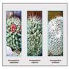 Buyenlarge 'Neomammillaria Magnimamma' Paper Poster, 20 by 30-Inch view 1