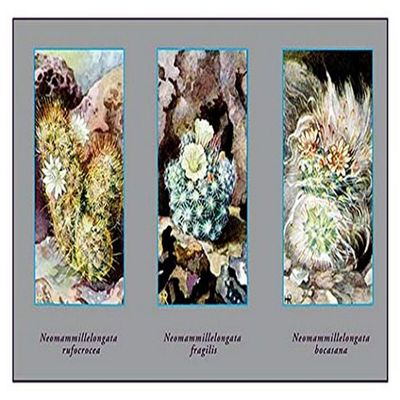 Buyenlarge 'Neomammill Elongata Rufociocea' Paper Poster, 20 by 30-Inch