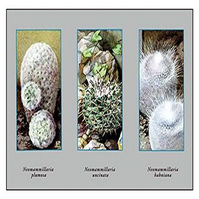Buyenlarge 'Neomammillaria Plumosa' Paper Poster, 20 by 30-Inch
