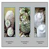 Buyenlarge 'Neomammillaria Plumosa' Paper Poster, 20 by 30-Inch view 1
