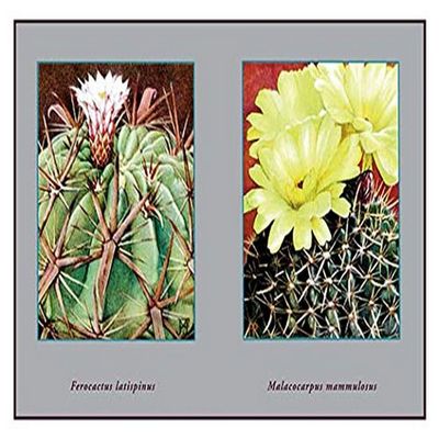 Buyenlarge 'Ferocactus Latispinus' Paper Poster, 20 by 30-Inch