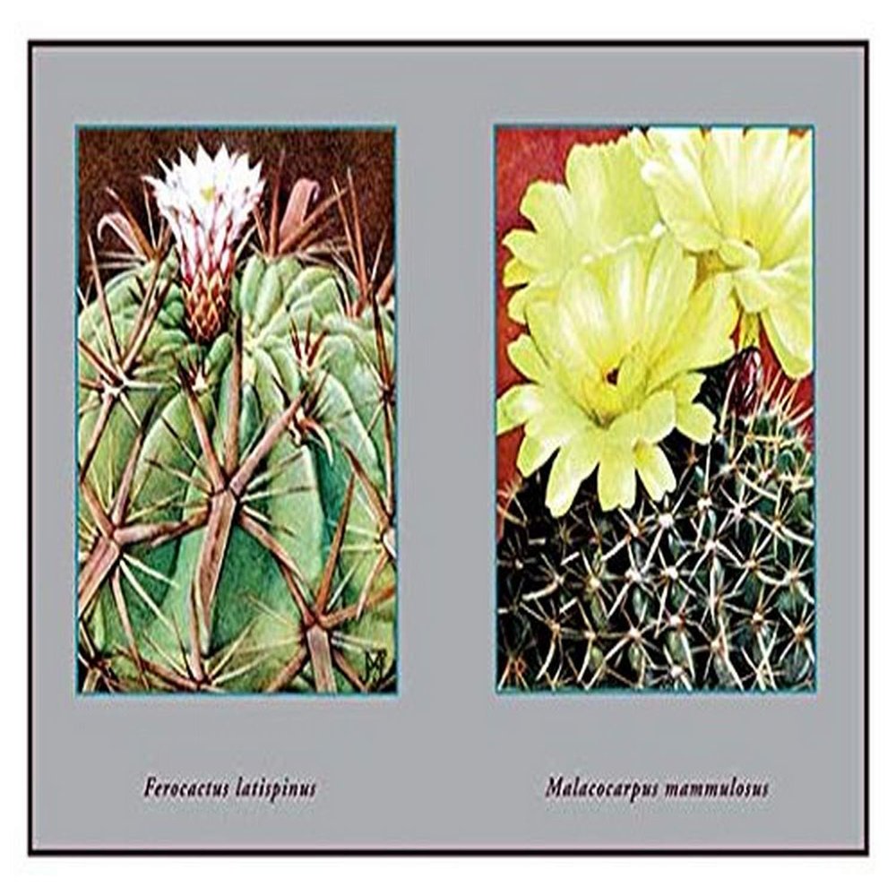 Buyenlarge 'Ferocactus Latispinus' Paper Poster, 20 by 30-Inch