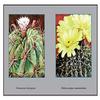 Buyenlarge 'Ferocactus Latispinus' Paper Poster, 20 by 30-Inch view 1