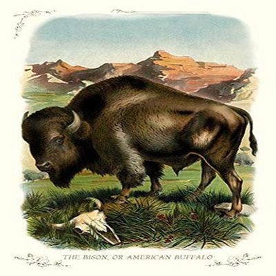 Buyenlarge 'The Bison or American Buffalo' Paper Poster, 20 by 30-Inch