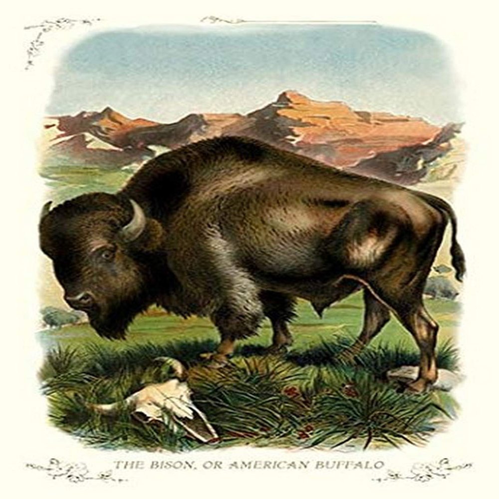 Buyenlarge 'The Bison or American Buffalo' Paper Poster, 20 by 30-Inch