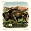 Buyenlarge 'The Bison or American Buffalo' Paper Poster, 20 by 30-Inch view 1
